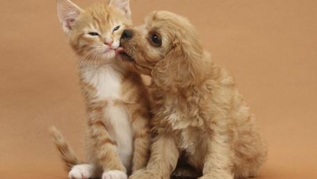 Cute Cat and Dog Friends wallpaper