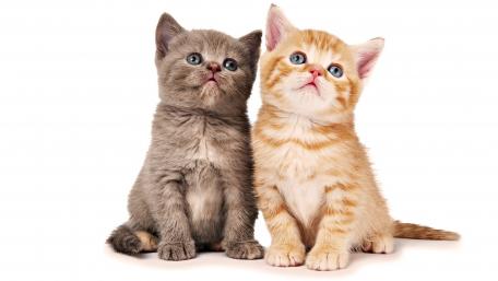 Adorable Kittens Posing Together with Curiosity and Charm wallpaper