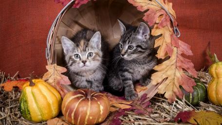 Autumn Kittens Surrounded by Pumpkins and Leaves wallpaper