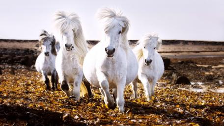 Majestic White Horses Running Wild wallpaper