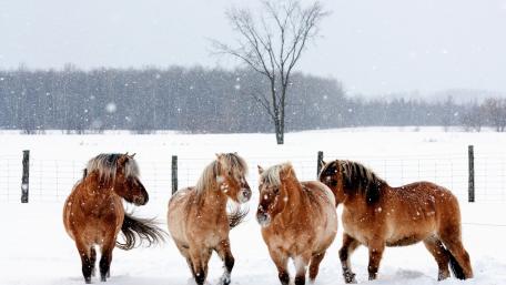 Majestic Horses in a Winter Wonderland wallpaper