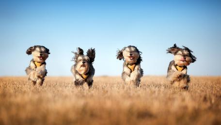 Joyful Dogs Running Free in a Grassland Setting wallpaper
