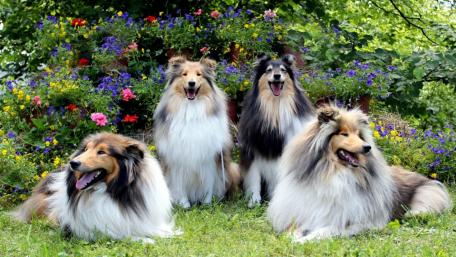 Rough Collies wallpaper