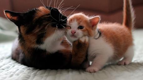 Adorable Cat Moments Together wallpaper
