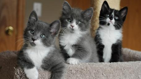 Charming Kittens in a Cozy Setting wallpaper