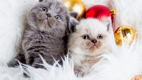 Festive Kittens Celebrate Christmas Cheer wallpaper