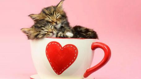 Cuddly Kittens in a Heart Cup wallpaper
