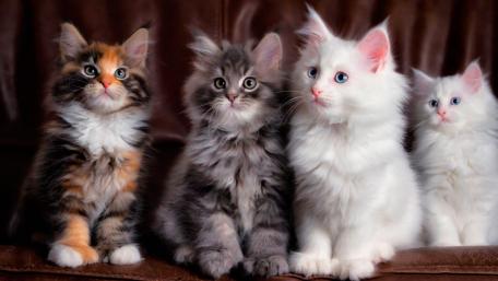 Adorable Kittens Sitting Together in Cozy Setting wallpaper