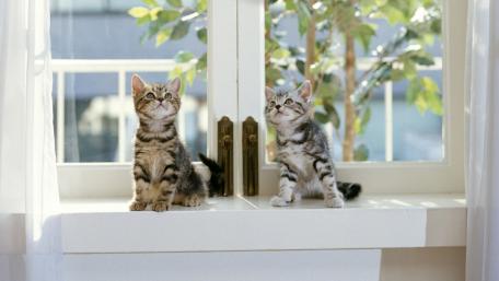 Playful Kittens Watching the World Outside wallpaper