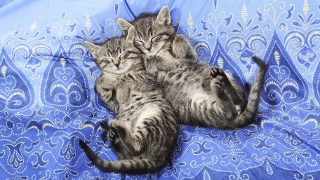Cozy Kittens Resting Together in Blue Fabric wallpaper
