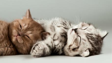 Cozy Kittens in Dreamland wallpaper