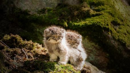 Adorable Kittens Exploring Nature wallpaper