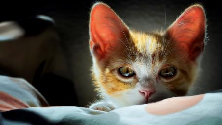 Cute Kitten with Delightful Ears and Expressive Eyes wallpaper