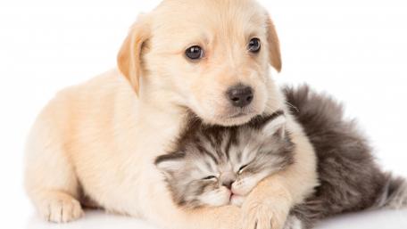 Adorable Puppy and Kitten Hugging wallpaper