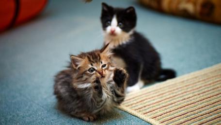 Cute Kittens Playfully Exploring Their Surroundings wallpaper