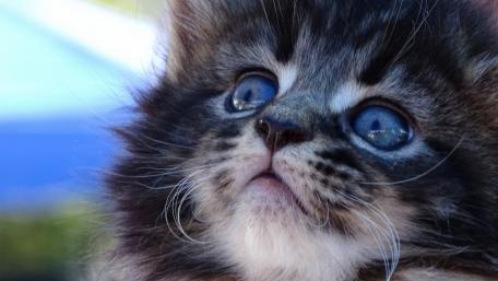 Adorable Kitten with Striking Blue Eyes wallpaper
