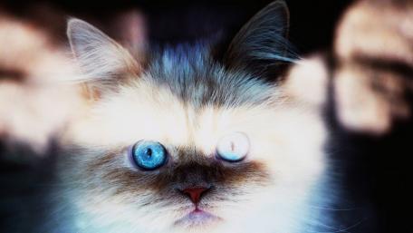 Mysterious Eyes of the Cat wallpaper