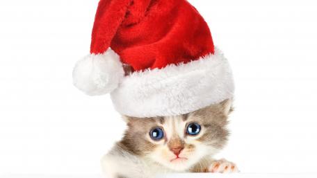 Festive Kitten in a Santa Hat wallpaper