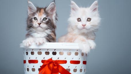 Adorable Kittens in a Basket for Your Space wallpaper