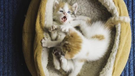 Playful Kittens Sharing a Cozy Bed wallpaper