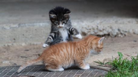 Playful Kittens Enjoying Their Day Together wallpaper