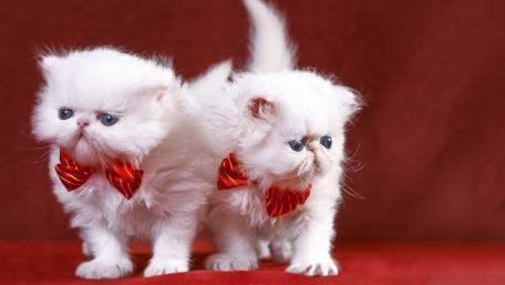 Charming Persian Kittens in Bow Ties wallpaper