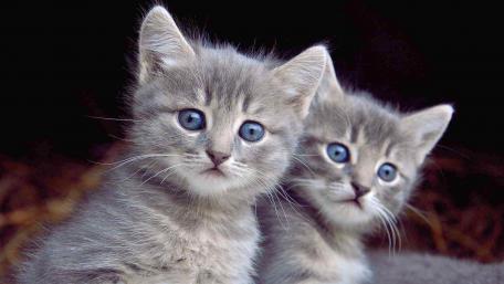 Cute Kittens with Stunning Blue Eyes Sharing a Moment wallpaper