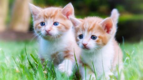 Playful Pair of Ginger Kittens in the Grass wallpaper