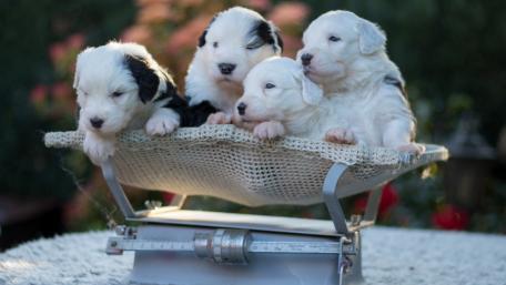 Adorable Puppies in a Cozy Basket wallpaper
