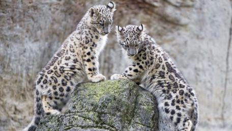 Snow leopard cubs wallpaper