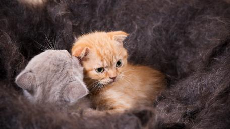 Adorable Kittens Nestled Together in Cozy Fur wallpaper