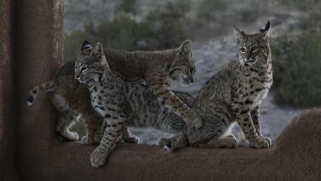 Lynx Family Bonding Moment wallpaper