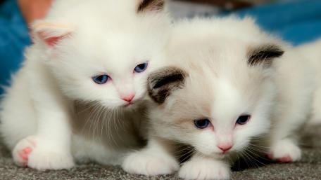 Adorable White Kittens Snuggling Together wallpaper