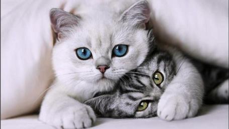 Cuddly Feline Companions Under a Blanket wallpaper