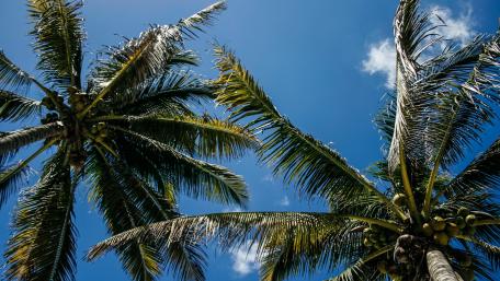 Palm trees low-angle view wallpaper
