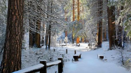 Winter forest wallpaper