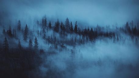 Mysterious Foggy Evergreen Forest wallpaper