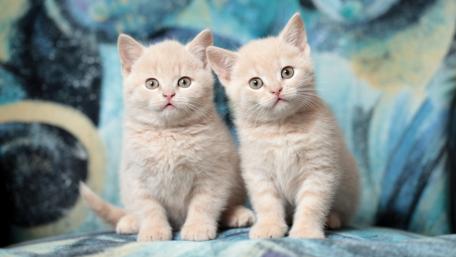 Adorable Feline Duo in Dreamy Pastels wallpaper