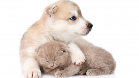 Adorable Puppy and Kitten Friendship Wallpaper wallpaper