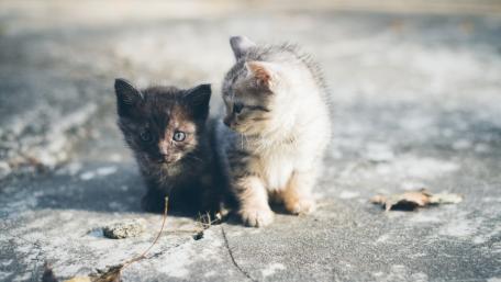 Adorable Kittens Exploring Their World Together wallpaper