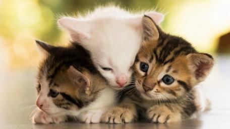 Adorable Kittens Snuggling Together wallpaper