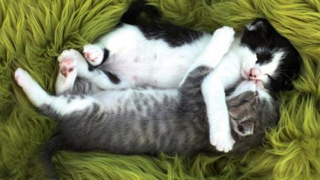 Cuddle Time for Adorable Kittens wallpaper