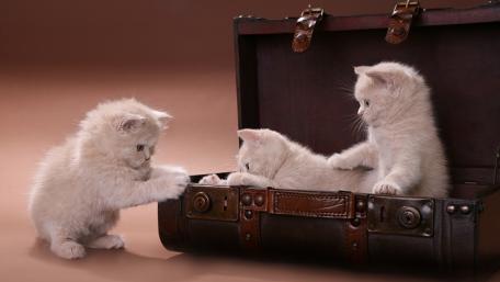 Playful White Kittens in a Cozy Trunk wallpaper