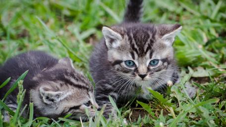 Adorable Kittens Playing in Grass wallpaper