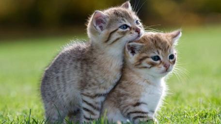 Adorable Kittens Cuddling on Grass wallpaper