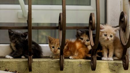 Adorable Kittens Peeking Through a Window wallpaper
