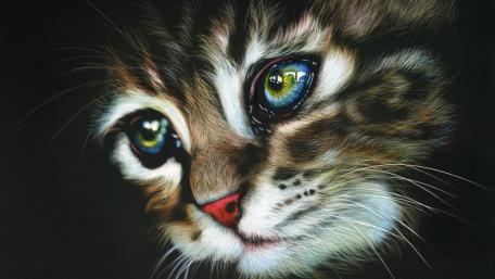 Captivating Eyes of a Kitten wallpaper