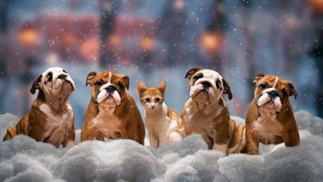 Bulldogs and Cat in Snowy Wonderland wallpaper