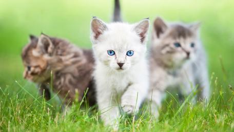 Cute Kittens Playing in Green Grass wallpaper