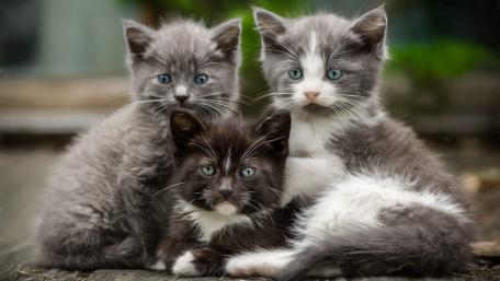 Cute Kittens Playing Together in a Cozy Scene wallpaper